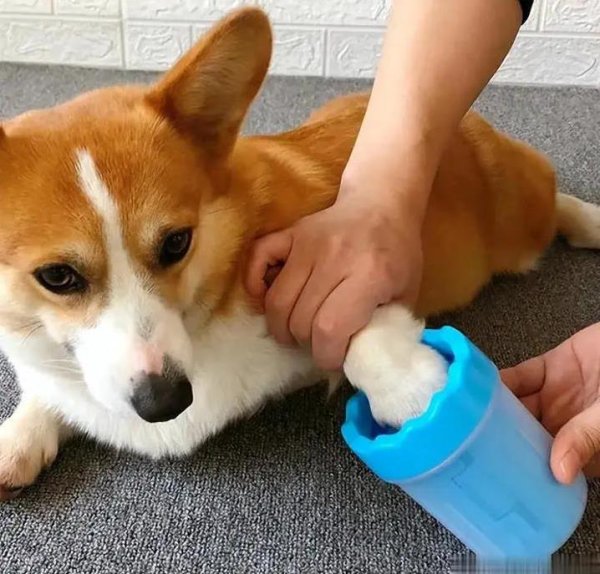 九龙证券 狗狗爪子软乎乎，你每天摸它，它却这样想？